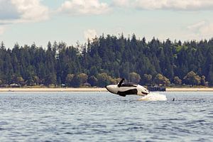 Ein springender Orca von Menno Schaefer