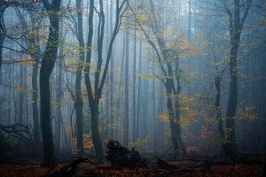 Photographie de forêt "Backlight" (contre-jour)