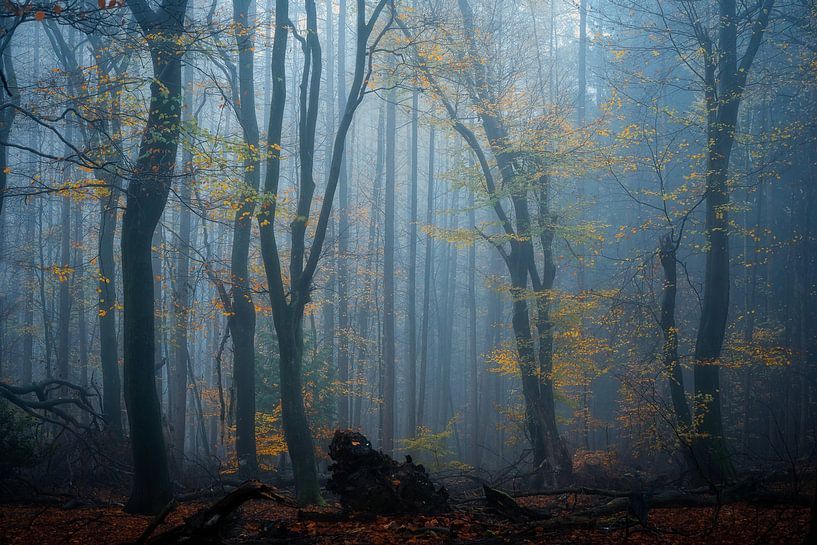 Forest photography &quot;Backlight&quot; by Björn van den Berg