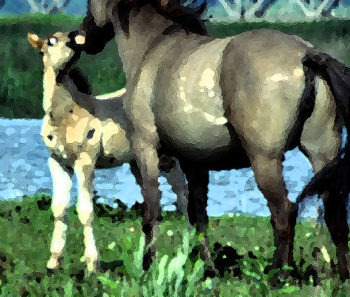 Konikpaarden von Ronald Wilfred Jansen