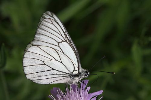 Wit/zwarte vlinder op lila bloem