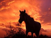 Flaming stallion