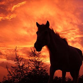 Flaming stallion by Maarten van Dam