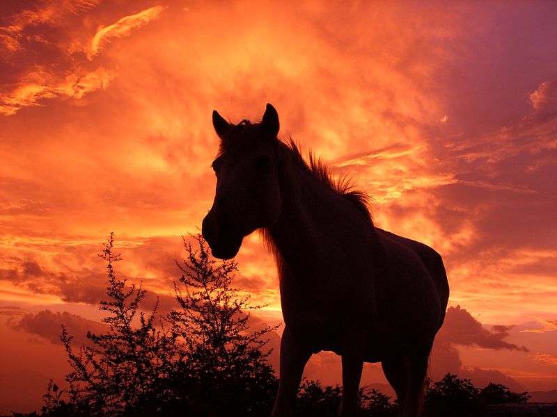 Flaming stallion by Maarten van Dam