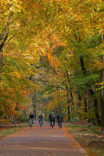 Cyclists in autumn on the Veluwe