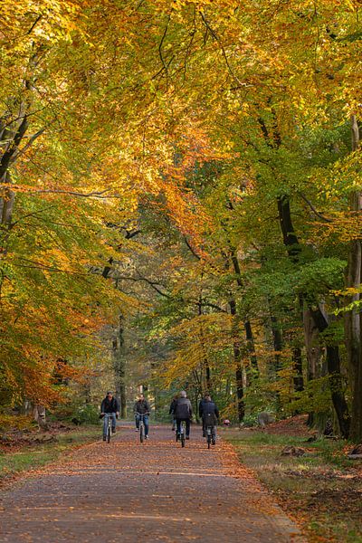 Radfahrer im Herbst auf der Veluwe von Jari L.