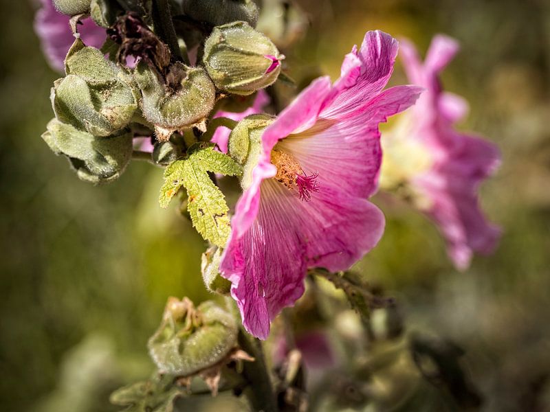 Hollyhock by Rob Boon