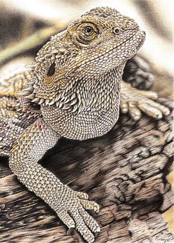 Bearded Dragon Drawing