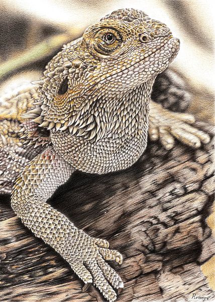 Bartagame Zeichnung von Casey Remrov Vormer