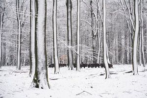 Wildschweine im Schnee