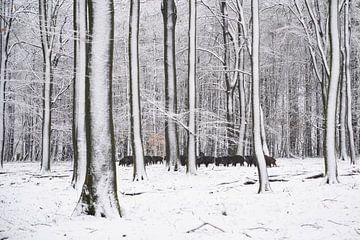 Wildschweine im Schnee von Cor de Hamer