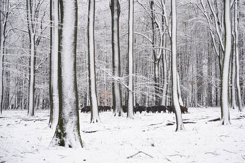 Wild boars in the snow by Cor de Hamer