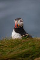 Portrait of a puffin