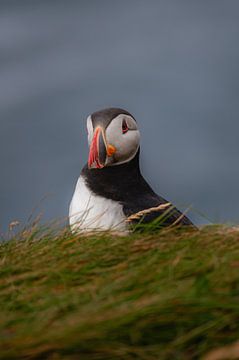 Portrait d'un macareux