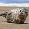 Zeehond op het strand van Bobsphotography