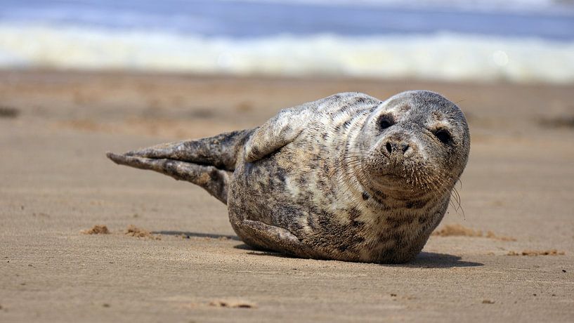 Seal on the beach by Bobsphotography