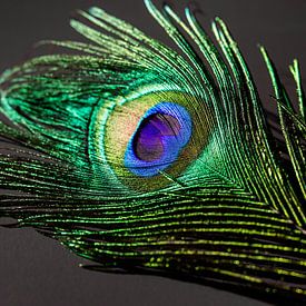 Colorful Peacock Feather von Part of the vision