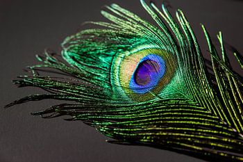 Kleurrijke Pauwenveer