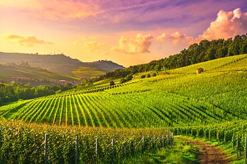 Blick auf die Weinberge der Langhe in Barolo. Piemont, Italien