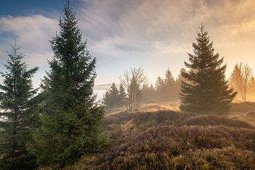 Un peu de brocoli sur Steffen Henze