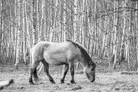 przewalski horse