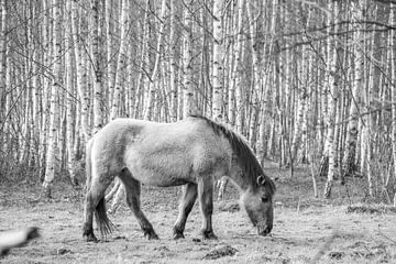 przewalski paard van Gelein Jansen