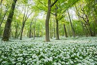 Daslook in beukenbos