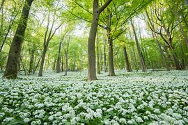 Daslook in beukenbos van Jarno van Bussel