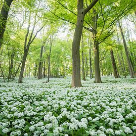 Daslook dans une forêt de hêtres sur Jarno van Bussel