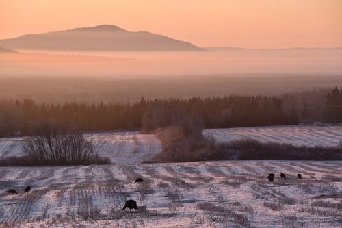 Een zonsopgang op een winterochtend