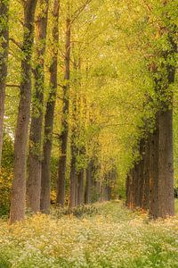 Row of trees with blooming wildflowers