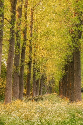 Rij met bomen met bloeiende veldbloemen