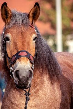 Concept Kaltblutmarkt 2018 : Brown horse van Michael Nägele