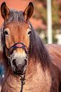 Concept Kaltblutmarkt 2018 : Brown horse van Michael Nägele thumbnail