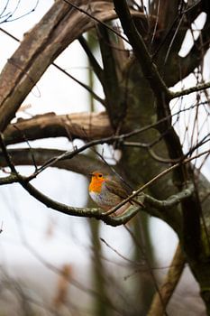 Caché dans les branches