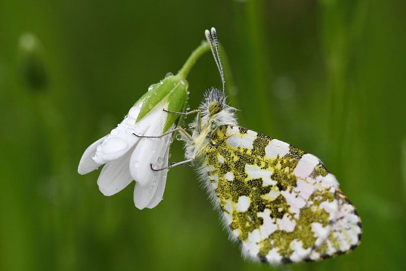 Butterfly by Isabel Alba Gonzalez