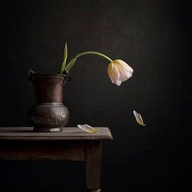 tulip by Carolien van Schie