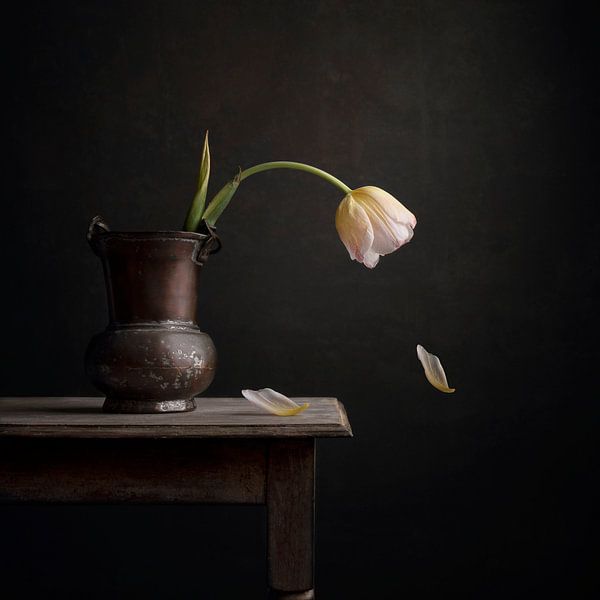 Tulpe von Carolien van Schie
