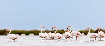 Flamingos in the Camargue by Dirk Rüter