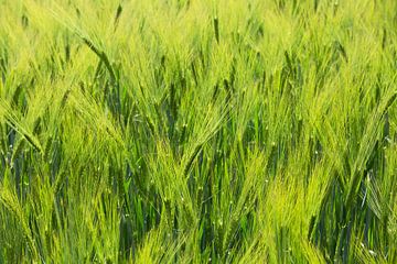 Wheat field by Frank Herrmann