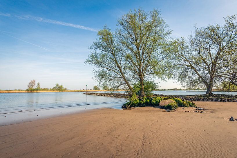 Bäume am Ufer eines Flusses von Ruud Morijn