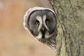 Kiekeboe! van HB Photography