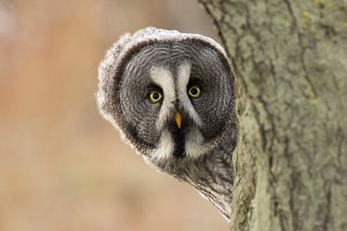 Peekaboo!