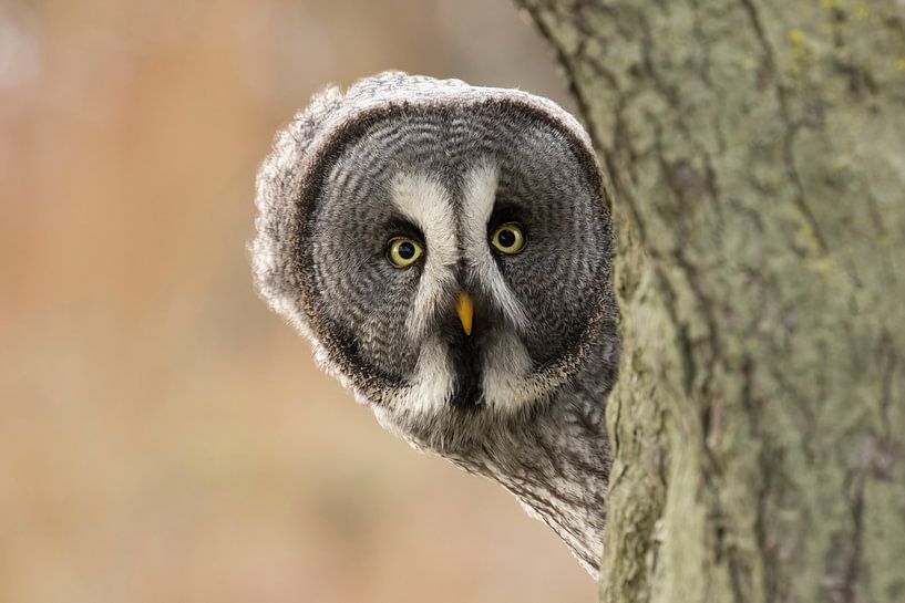Kuckuck! von HB Photography