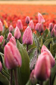 Roze Tulpen met Smeltende Sneeuw - Uniek Lente Beeld van Dave Adriaanse