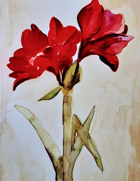 Amaryllis. von Jose Leeuwis