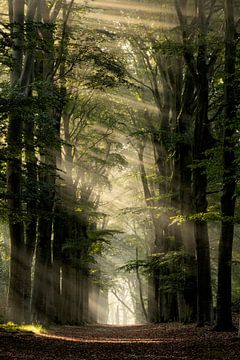 Het regent zonnestralen in het bos van Jolanda de Leeuw