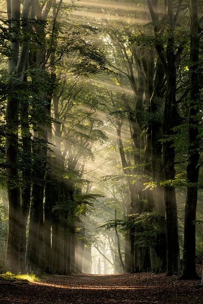Het regent zonnestralen in het bos van Jolanda de Leeuw