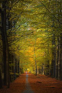 L'automne au cœur de la Drenthe