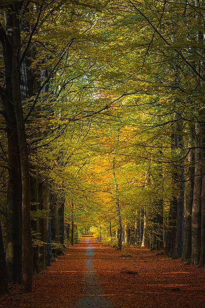 Herbst im Herzen von Drenthe von Henk Meijer Photography